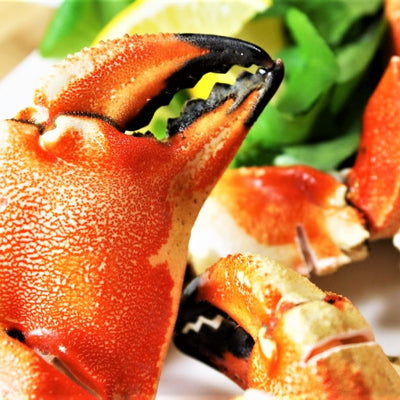 Jonah Crab Claw Cooked (500gms) - Simple Delights. UAE Specialty Store Dubai
